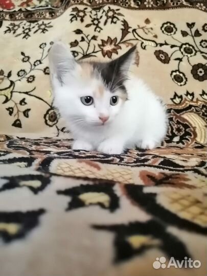 Отдам котят в заботливые руки