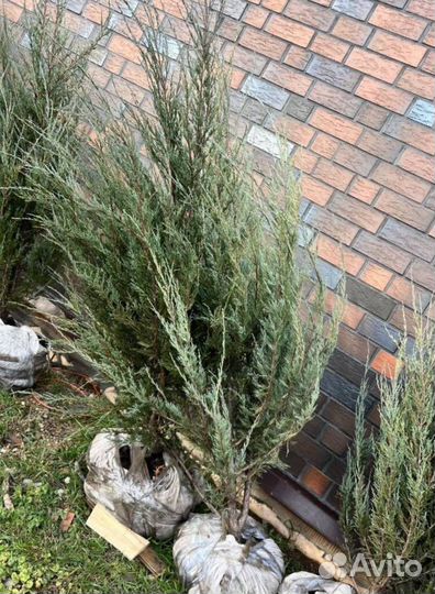 Можжевельник Блю Эрроу из питомника с доставкой