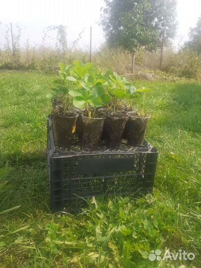 Рассада земляники крупноплодной (клубники)