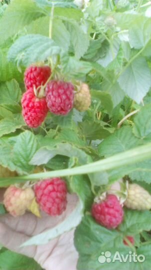 Растения излишки продам с окс