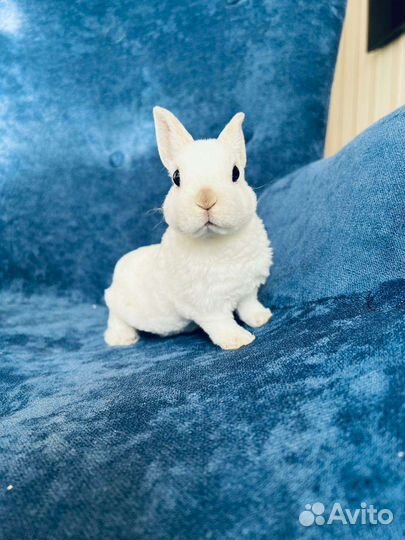 Карликовые кролики мини