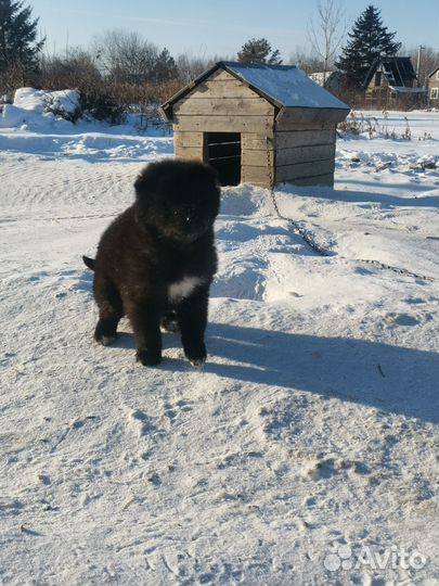 Щенок волкособа