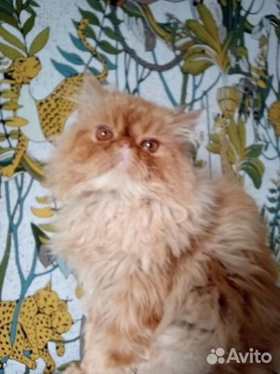 Персидский кот (вязка)
