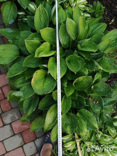 Хоста растение