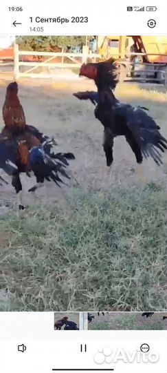 Бойцовые петухи