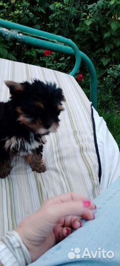 Йоркширский терьер