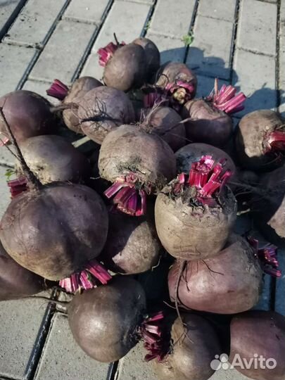 Свекла столовая (только с грядки)