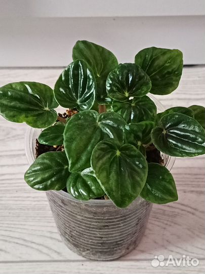 Пеперомия Хелиос вариегатная (Helios variegata)