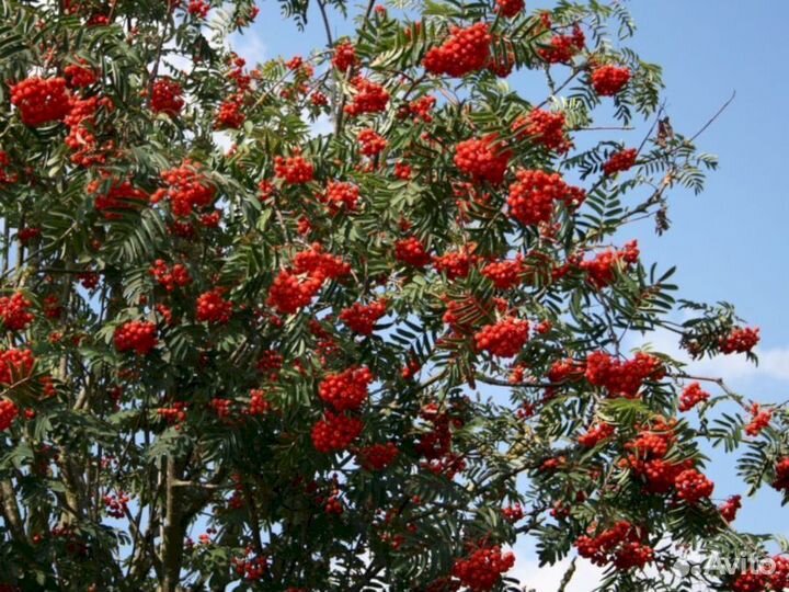 Саженцы рябины Эдулис