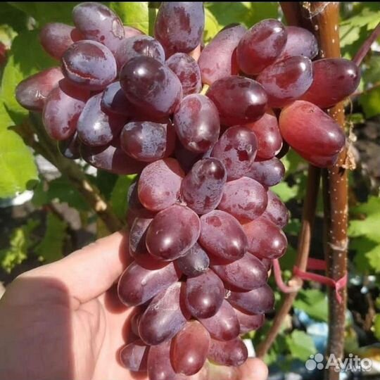 Саженцы и черенки винограда