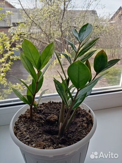 Продам цветы комнатные