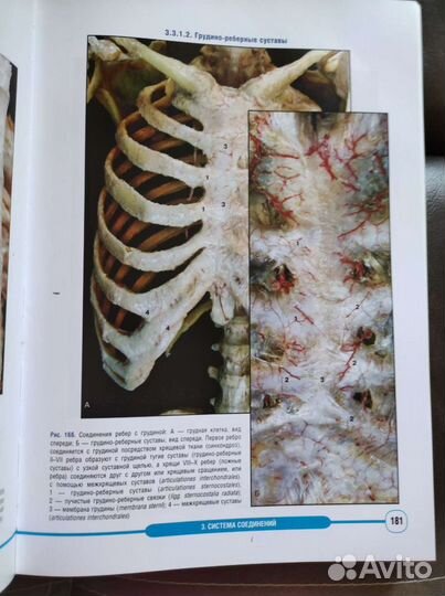 Атлас анатомии человека