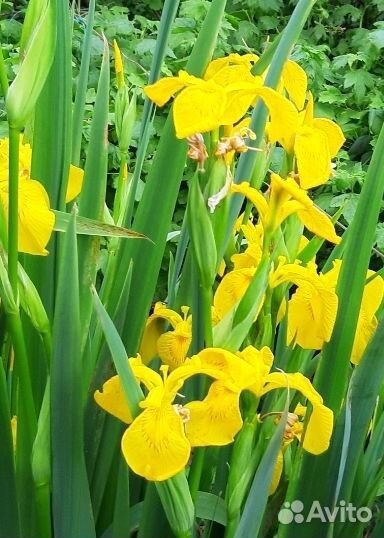 Цветы ирисы