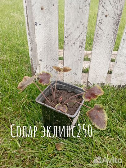 Многолетники для сада Гейхеры два сорта