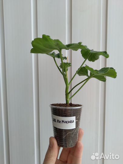 Ив-Красная Москва пеларгония (герань)