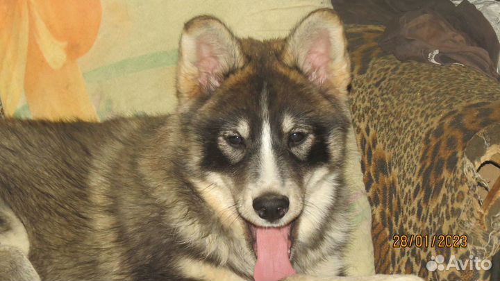 Девочка от рабочей лайки