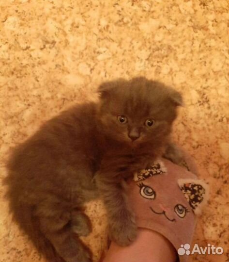 Шотландские котята