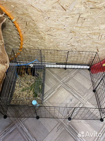 Пара морских свинок