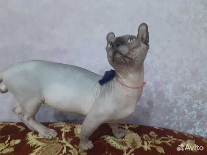 Двэльф на вязку
