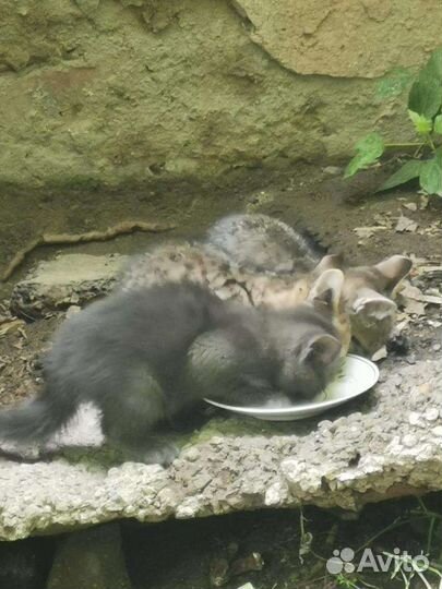 Почти Русская голубая котята