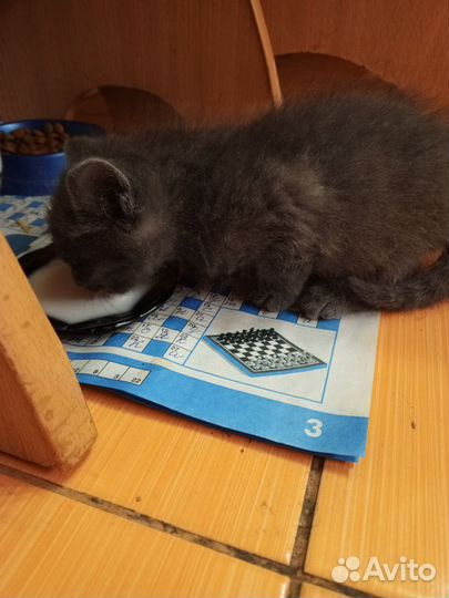 Котенок 1 месяц мальчик