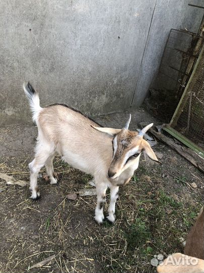 Альпийская 75 Козочка