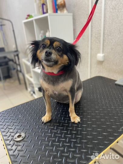 Стрижка собак и кошек