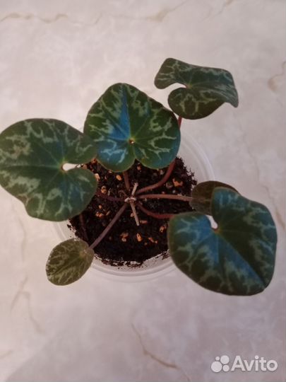 Альпийская фиалка (цикламен)