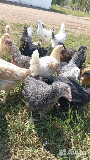 Куры молодки