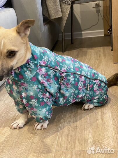 Зимняя одежда для собак