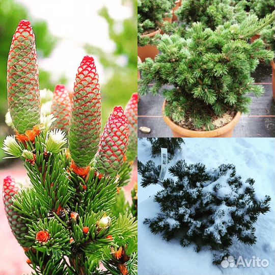 Декоративные растения для Вашего Сада, продаем