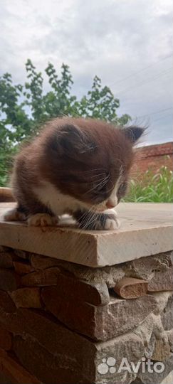 Продаю котят