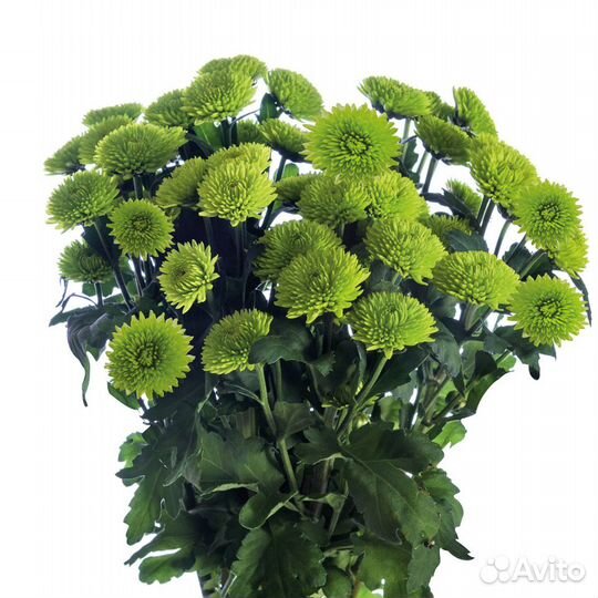 Хризантема Кустовая Оптом MIX