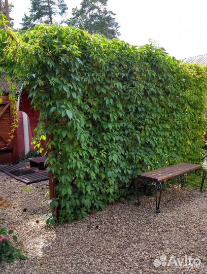 Саженцы дикого винограда