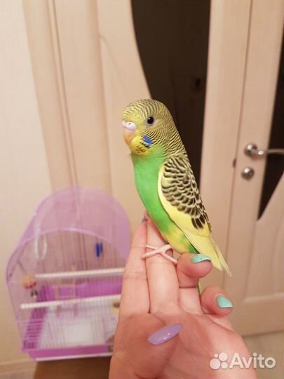 Волнистый попугай 40-45 дней