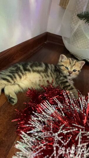 Котенок Британец 8 месяцев