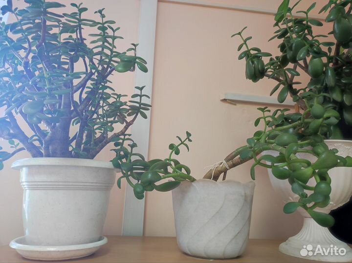 Комнатные цветы бесплатно