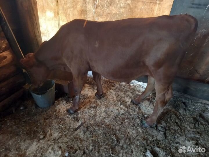 Продам тёлку