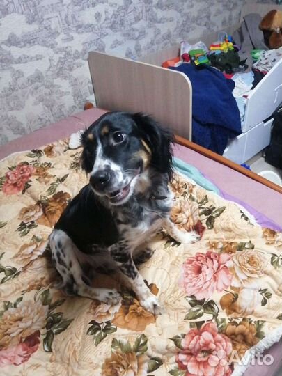 Собака русский спаниель