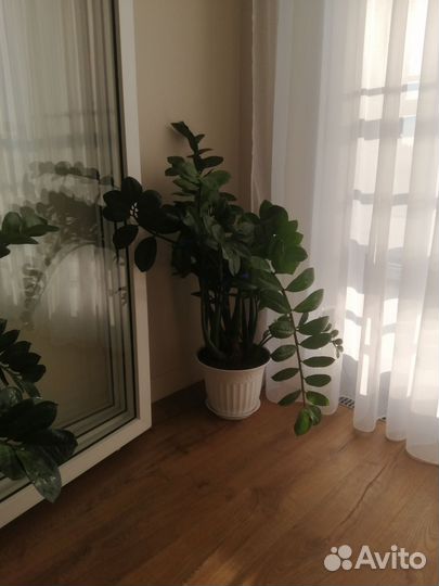 Замиокулькас