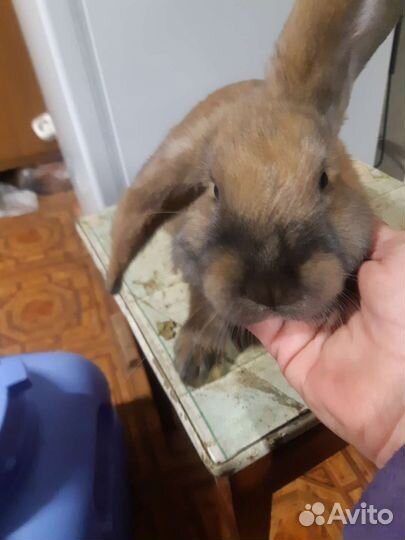 Продаю кроликов