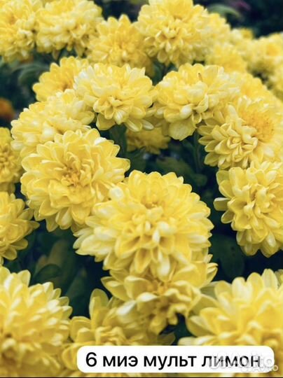 Хризантема корейская саженцы