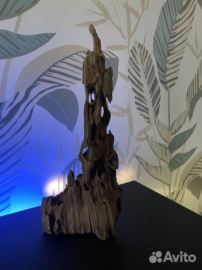 Растения в аквариум