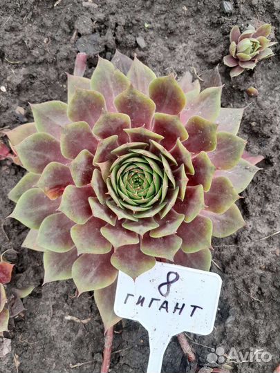 Необычные молодила с названиями