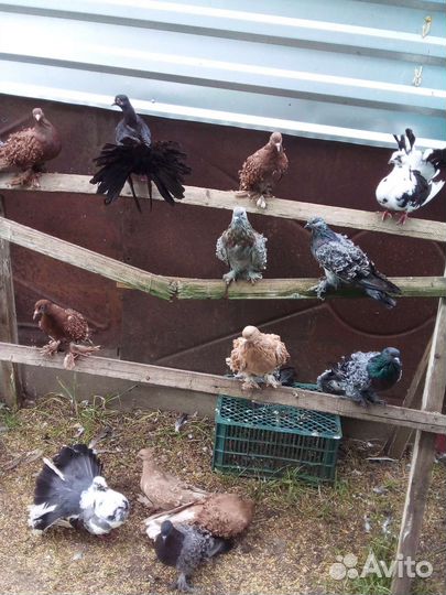 Голуби кучерявые