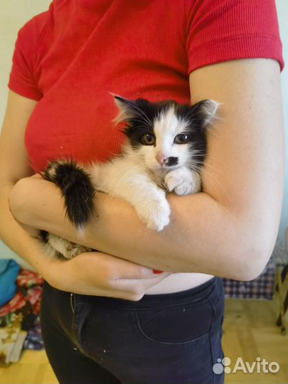 Няшечка Барни мечтает о доме