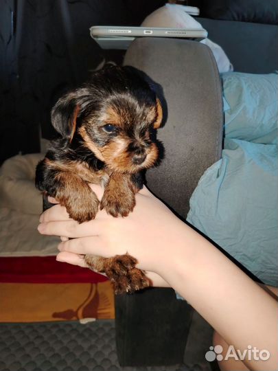 Йоркширский терьер щенки стандарт