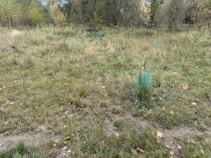 Участок 10 сот. (ИЖС)