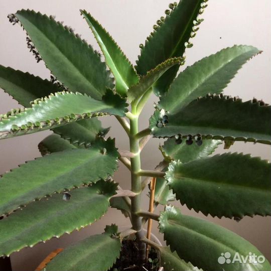 Каланхоэ Лечебный Дегремона - 