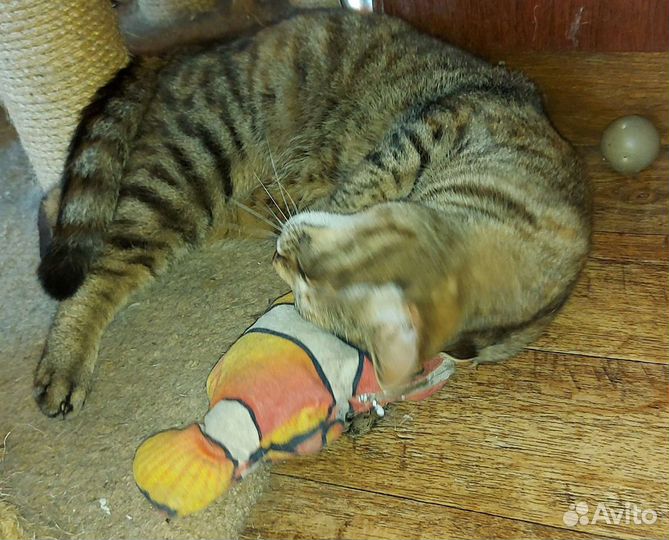 Кошка-Брошка